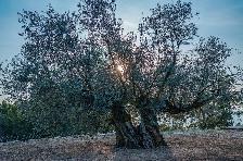 オリーヴの森のシンボルツリー「樹齢千年のオリーヴ大樹」