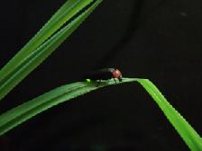 天然記念物のホタルの生息地にたたずんでいます